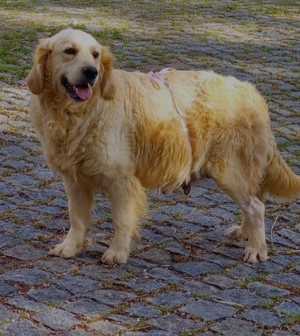 A pelagem do Golden Retriever requer cuidados regulares para evitar que se embole. Escovações frequentes ajudam a manter os pelos limpos e saudáveis. Durante a troca de pelagem, que ocorre duas vezes ao ano, ele perde mais pelos, exigindo mais atenção na escovação.