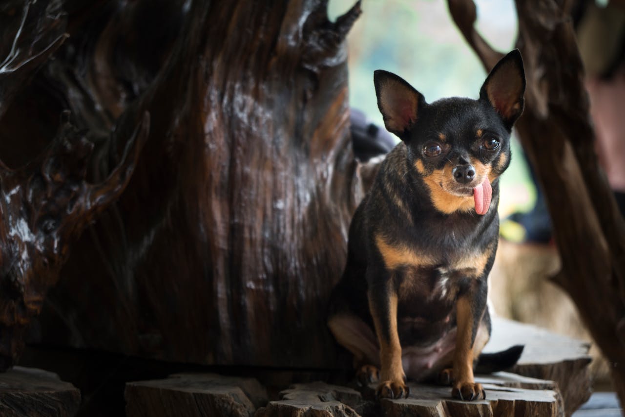 A personalidade do Chihuahua é uma das suas principais características. Embora seja um cão pequeno, ele possui uma grande personalidade e uma atitude destemida. 