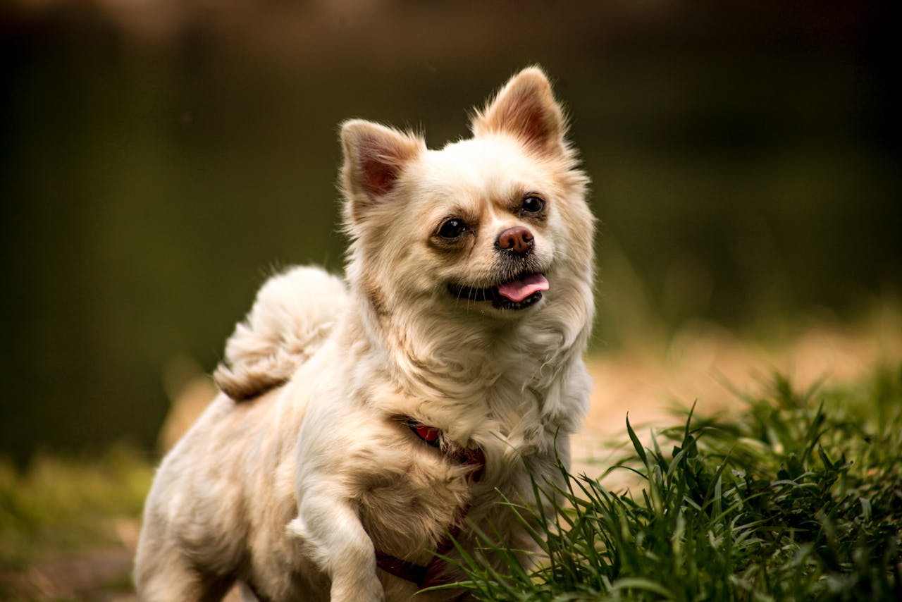 Apesar de sua estatura diminuta, a raça tem uma presença marcante e é conhecida por sua atitude destemida e cheia de energia.