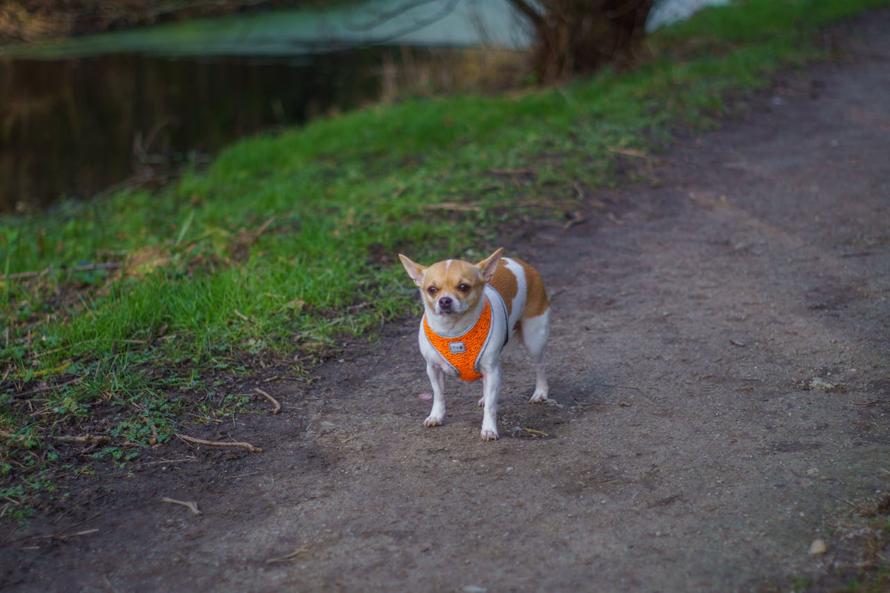 Acredita-se que o Chihuahua tenha descendido de cães da antiga civilização tolteca, que já eram conhecidos por suas pequenas dimensões e características marcantes.