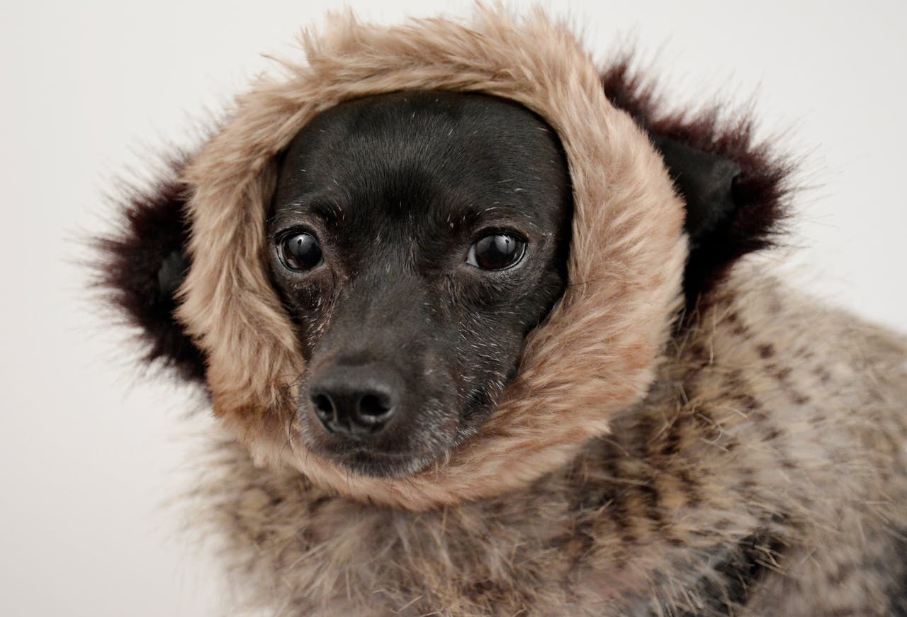 Devido ao seu tamanho reduzido, os Chihuahuas têm uma tendência a ser sensíveis ao frio, por isso é importante protegê-los de temperaturas extremas. Eles geralmente preferem ambientes mais quentes e aconchegantes, e muitos donos optam por roupas para aquecer seus pets durante o inverno.