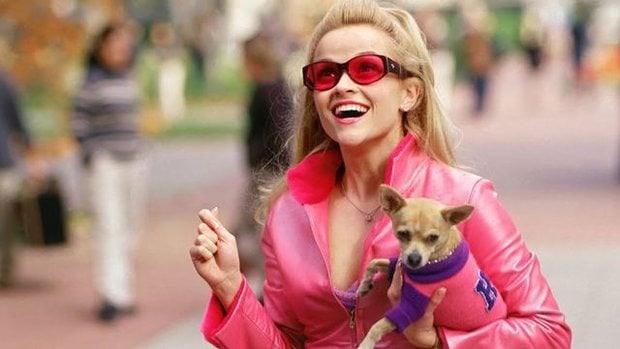 A popularidade do Chihuahua cresceu significativamente com o tempo, especialmente após a sua aparição em filmes e programas de TV, como no famoso filme Legalmente Loira.