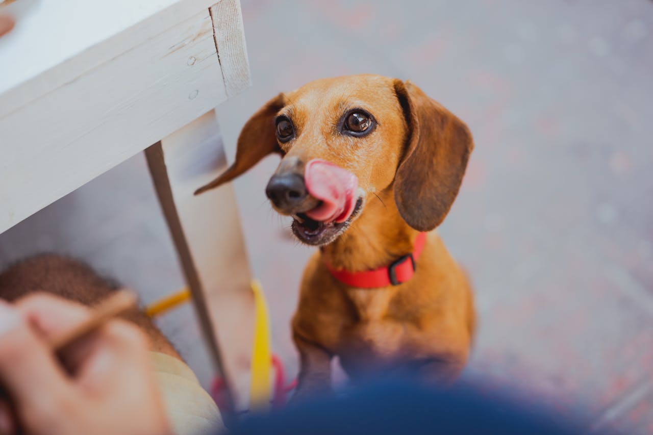 A alimentação do Dachshund deve ser controlada para evitar o ganho de peso excessivo, que pode piorar os problemas de coluna. Uma dieta equilibrada, com porções adequadas ao seu tamanho e nível de atividade, é importante para sua saúde geral. Rações específicas para cães pequenos são recomendadas.