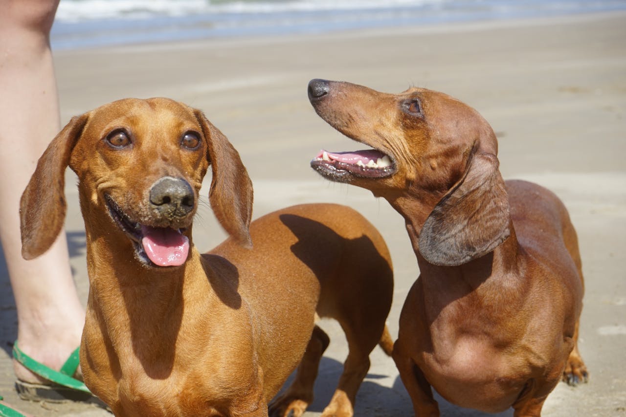 Com uma pelagem que pode ser curta, longa ou dura, o Dachshund tem uma aparência distinta, com o corpo longo e estreito. Ele possui uma cabeça alongada e orelhas caídas, além de olhos expressivos que refletem sua natureza alerta e curiosa. Sua cauda é geralmente de comprimento médio e ligeiramente curva.