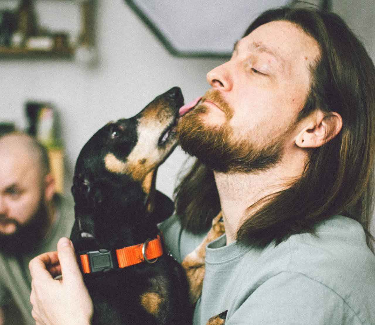 O temperamento do Dachshund é independente e curioso, mas ele também é muito afetuoso com seus donos. Embora seja pequeno, ele é destemido e, muitas vezes, pode ser audacioso. Ele é ideal para quem busca um cão ativo e de personalidade forte, mas que também adora companhia.