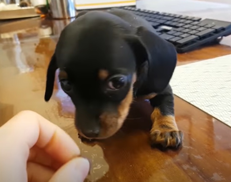 O Dachshund é um ótimo cão para famílias, sendo particularmente bom com crianças mais velhas. Sua personalidade afetuosa e leal o torna um excelente cão de companhia. Embora seja pequeno, ele é protetor e pode se tornar bastante vigilante em relação ao seu território.