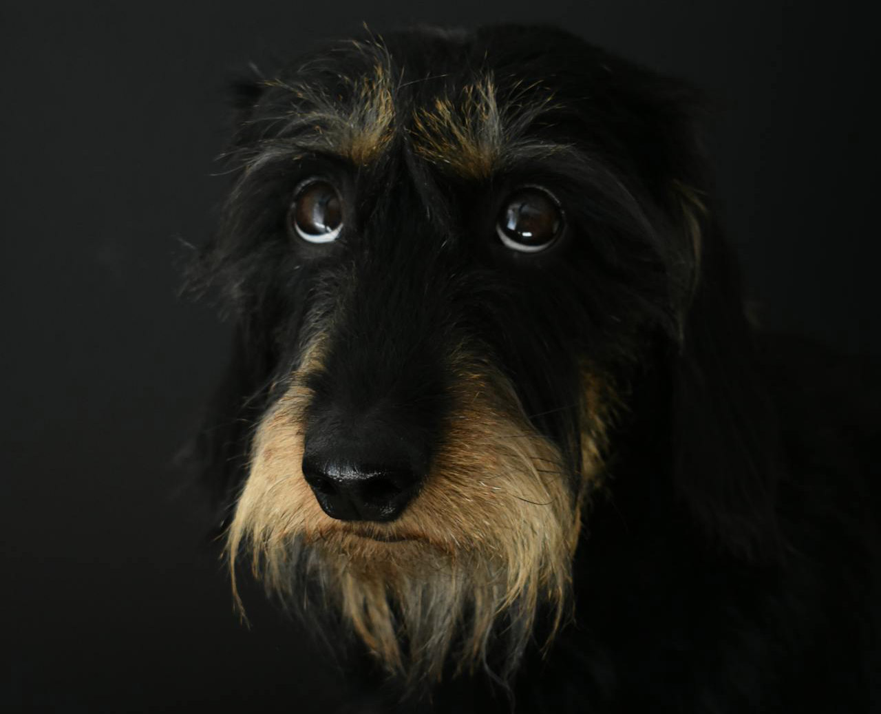 A expectativa de vida é de 12 a 16 anos, o que o torna uma raça longeva. No entanto, ele pode ser propenso a problemas de coluna devido à sua estrutura alongada. Cuidar da coluna e evitar o sobrepeso são essenciais para garantir uma vida longa e saudável.

