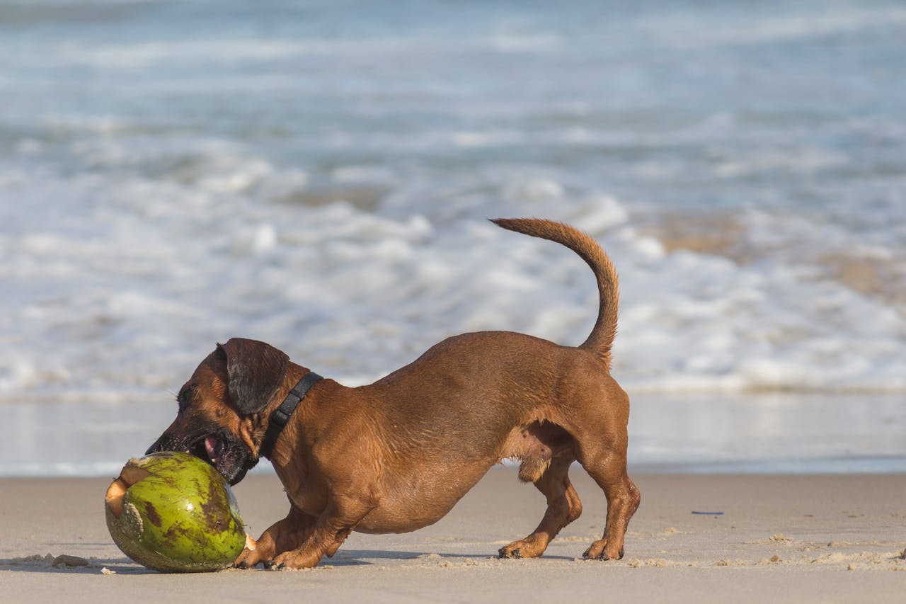 Essa raça tem um temperamento corajoso e, apesar de seu tamanho pequeno, é conhecida por ser audaciosa. O Dachshund pode não ter medo de enfrentar cães maiores, o que às vezes pode causar situações de conflito. A socialização precoce é essencial para lidar com esses comportamentos.