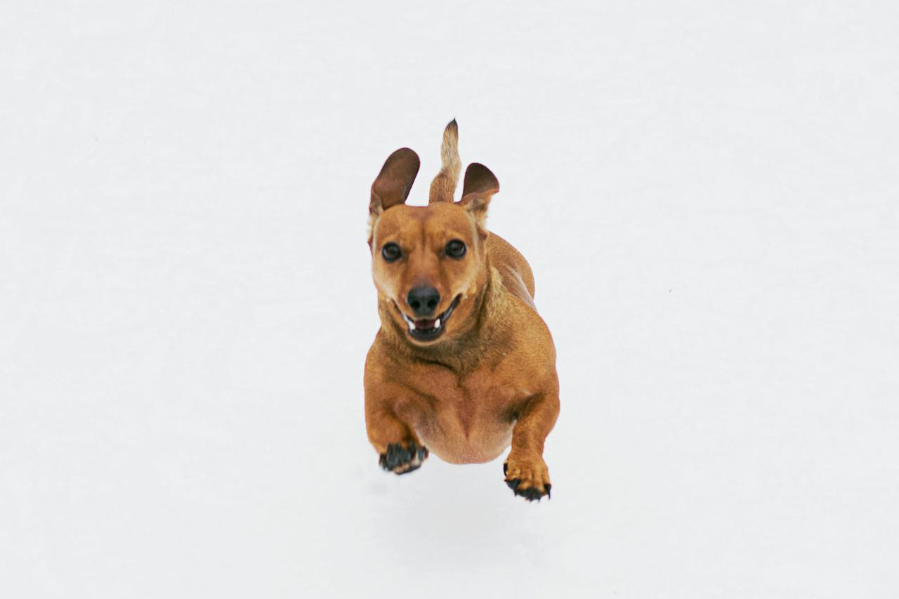 O Dachshund pode ser um pouco reservado com estranhos, mas é carinhoso com quem conhece. Sua natureza vigilante o torna um bom cão de guarda, mesmo sendo pequeno. Ele tende a latir para alertar seus donos sobre qualquer novidade ou possível ameaça.