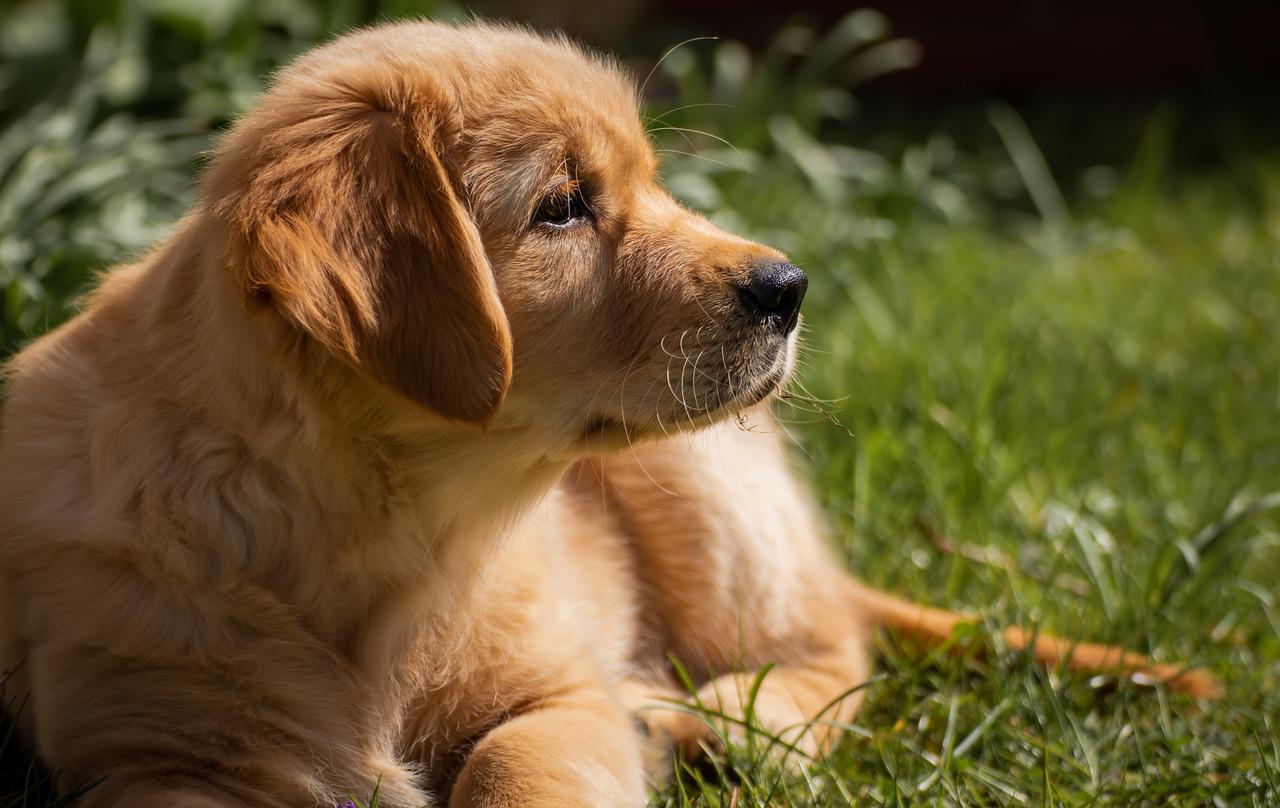 O temperamento do Golden Retriever é amigável, sociável e altamente treinável. Ele adora a companhia de pessoas e outros animais, tornando-se um excelente cão de família. Seu instinto protetor também é forte, embora seja geralmente dócil e equilibrado.