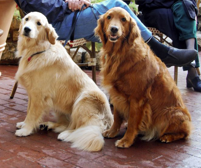 Além de ser ótimo com pessoas, o Golden Retriever se dá bem com outros animais. Sua natureza pacífica e equilibrada o torna um ótimo cão para famílias com outros pets, como gatos ou cães. Ele adora brincar e interagir com outros animais.