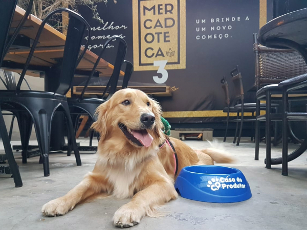 É altamente inteligente e aprende rapidamente, sendo excelente para atividades de treinamento. Ele responde bem a métodos positivos e, por ser sociável, é fácil de treinar. A socialização precoce ajuda a garantir que ele se comporte bem em diferentes situações.