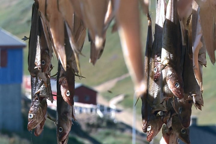 Em termos econômicos, a Groenlândia depende da pesca, especialmente do camarão e do halibute, além da extração de minérios, que são abundantes na região.