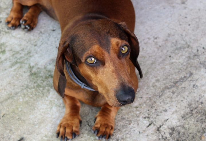 O Dachshund é uma excelente opção para quem procura um cão de companhia com muita personalidade. Ele é ideal para pessoas que buscam um cão ativo, mas que se adapta bem a ambientes menores. Seu temperamento leal e corajoso faz dele um excelente amigo e protetor.