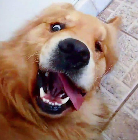 Golden Retrievers podem desenvolver problemas comportamentais, como destruição de objetos, se não forem bem estimulados. Eles precisam de atividades mentais e físicas para evitar esse tipo de comportamento. Jogos, treinamento e interação com a família são ideais para mantê-los felizes.