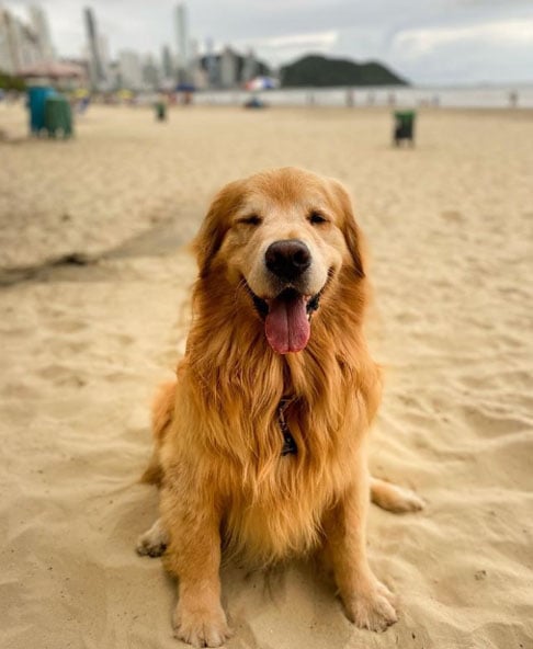 Com um corpo atlético e pelagem dourada, o Golden Retriever possui um focinho largo e orelhas pendentes. Seus olhos expressivos e cauda exuberante são características marcantes. A pelagem longa e densa é resistente à água, ajudando-o em sua função original de recuperador.
