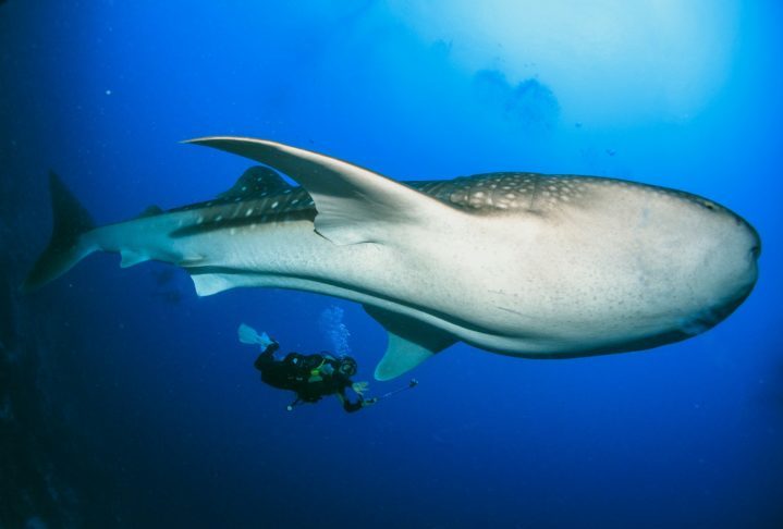 Esses tubarões são muito dóceis, o que pode atrair mergulhadores interessados em vê-los de perto. [...] É um 'gigante gentil'. Eles são muito tranquilos”, explicou o pesquisador. Saiba mais sobre os tubarões-baleia!