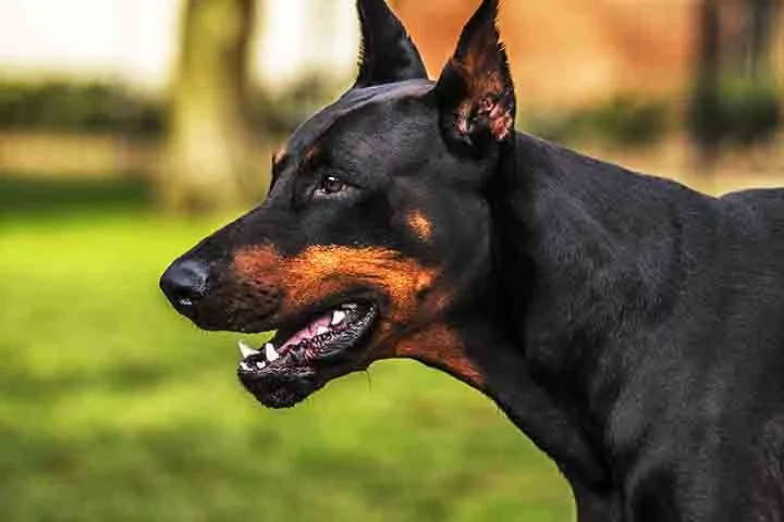 A expectativa de vida do Doberman é de cerca de 10 a 12 anos, o que é relativamente curto devido ao seu porte grande. Apesar disso, a raça é conhecida por sua vitalidade, força e disposição até a idade avançada. Ele é dedicado e protetor ao longo de sua vida, sempre atento à sua família.

