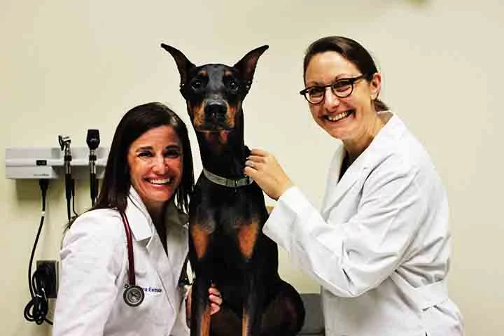 Embora o Doberman seja geralmente saudável, ele pode ser propenso a algumas condições genéticas. Entre as doenças mais comuns estão problemas cardíacos, como a dilatação do coração, e displasia coxofemoral. Consultas regulares ao veterinário são fundamentais para garantir a saúde dessa raça de porte grande.