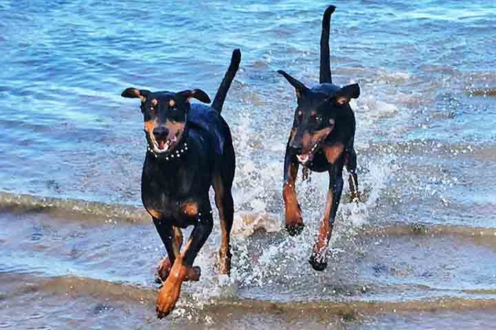 Além das condições cardíacas e articulares, o Doberman também pode desenvolver doenças autoimunes. A supervisão médica regular e exames preventivos são importantes para identificar e tratar problemas de saúde o mais cedo possível. Manter uma alimentação equilibrada ajuda a garantir sua longevidade e bem-estar.