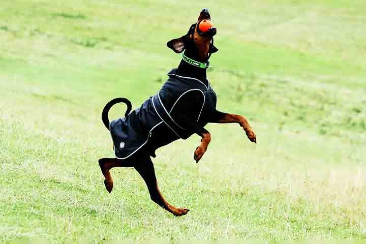 Devido à sua alta energia e inteligência, o Doberman necessita de exercícios físicos diários. Caminhadas, corridas e brincadeiras são fundamentais para que o cão se mantenha saudável e equilibrado. A falta de atividade pode resultar em comportamentos indesejados, como destruição de objetos ou hiperatividade.