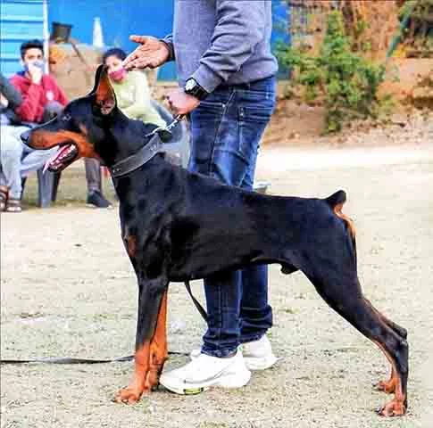 O Doberman é um cão muito inteligente, o que facilita seu treinamento. Ele aprende rapidamente novos comandos e se adapta bem a ambientes estruturados, sendo um excelente aluno. Porém, seu espírito independente e audacioso exige um treinamento firme e consistente para garantir bons resultados.