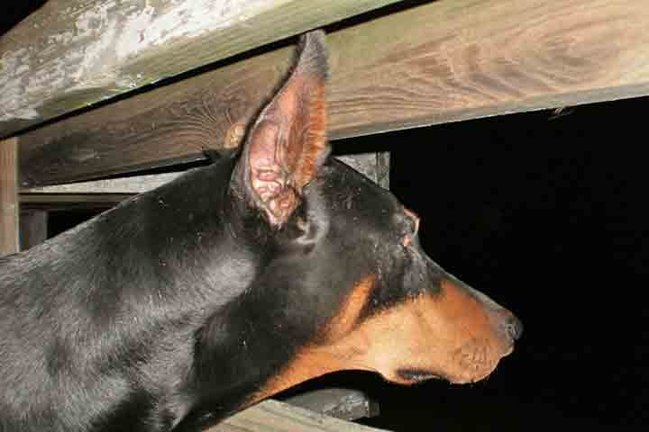 Sua natureza protetora faz do Doberman um excelente cão de guarda. Ele é desconfiado de estranhos e alerta em relação a qualquer mudança no ambiente, o que o torna um cão vigilante. No entanto, com sua família, ele é carinhoso e leal, criando uma ligação profunda com seus donos.