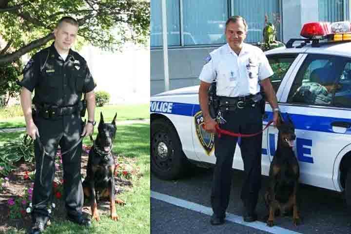 É popular em várias partes do mundo, principalmente na Europa e na América do Norte. Ele é frequentemente utilizado como cão de trabalho, de guarda e até mesmo por forças policiais devido à sua coragem e inteligência. Sua versatilidade e habilidades especiais o tornam um cão muito valorizado.