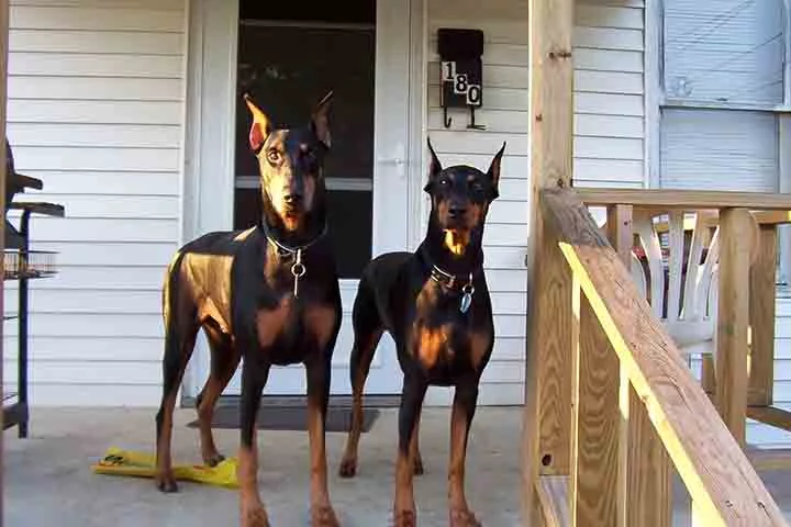 Devido ao seu porte grande, não é ideal para viver em apartamentos pequenos. Ele se adapta melhor a casas com espaços amplos, onde pode se exercitar adequadamente. Um quintal grande é fundamental para garantir que o Dobermann possa correr e brincar livremente.