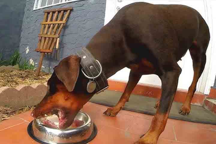 A alimentação do Doberman deve ser balanceada, rica em proteínas e adequada para raças grandes. Manter um peso saudável é crucial para evitar problemas nas articulações e no coração, que são comuns em cães de grande porte. Uma dieta bem equilibrada contribui para a longevidade e qualidade de vida do Dobermann.