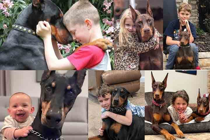 Pode se dar bem com crianças, especialmente quando é socializado desde filhote. Ele é protetor e tolerante com os pequenos, o que o torna uma ótima opção para famílias. Seu temperamento calmo e vigilante permite que ele seja um cão confiável em qualquer ambiente familiar.