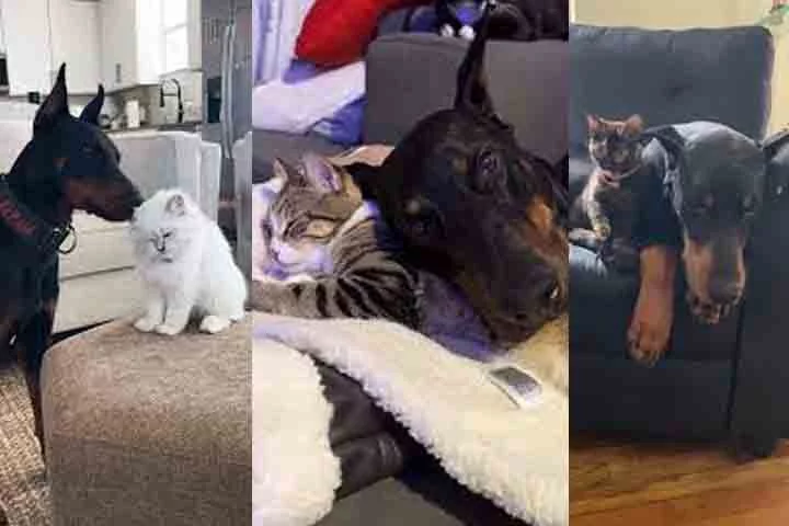 Com a socialização adequada, o Doberman também pode conviver bem com outros cães e animais. Sua natureza dominante, no entanto, exige que seja ensinado a respeitar hierarquias. A socialização precoce é importante para garantir um comportamento adequado com outros animais de estimação.