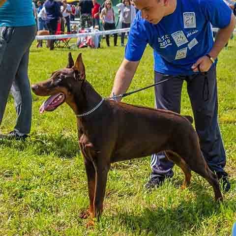 O treinamento deve ser realizado com firmeza e consistência, pois ele pode ser teimoso. Usar técnicas de reforço positivo é a melhor maneira de moldar seu comportamento, promovendo respeito e obediência. Ele responde bem a uma abordagem equilibrada, baseada em autoridade e carinho.