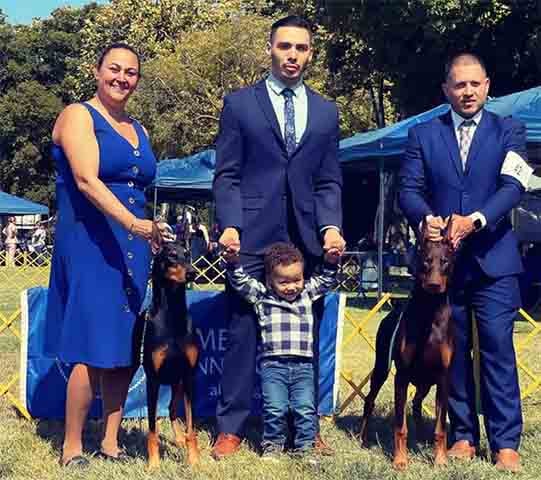 O Doberman é uma raça que exige donos experientes, dispostos a dedicar tempo e energia ao treinamento. Seu temperamento forte e independente requer um dono que saiba como liderar com paciência. Com a abordagem certa, o Dobermann se torna um cão altamente obediente e leal.
