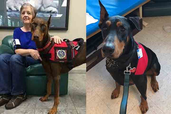 A natureza alerta e vigilante também o torna um excelente cão de terapia em algumas situações. Sua empatia com os seres humanos e sua inteligência o tornam apto para trabalhar em hospitais e outros ambientes de cuidado. Sua dedicação é um reflexo do caráter nobre dessa raça.
