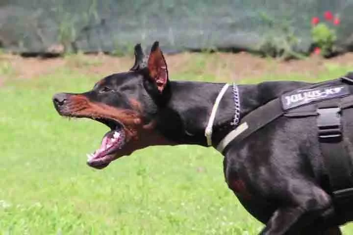 A versatilidade do Doberman é uma das suas maiores qualidades, adaptando-se facilmente a várias funções. Ele pode ser um cão de guarda, de companhia ou até mesmo de trabalho, sempre com o mesmo nível de lealdade. O Dobermann é um amigo fiel que vai proteger sua família com coragem e dedicação.

