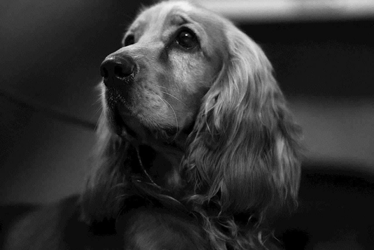 Por ser muito afetuoso, não lida bem com longos períodos de solidão. A falta de interação pode levá-lo a desenvolver ansiedade e comportamentos destrutivos. Manter uma rotina de brincadeiras e passeios ajuda a equilibrar sua energia.