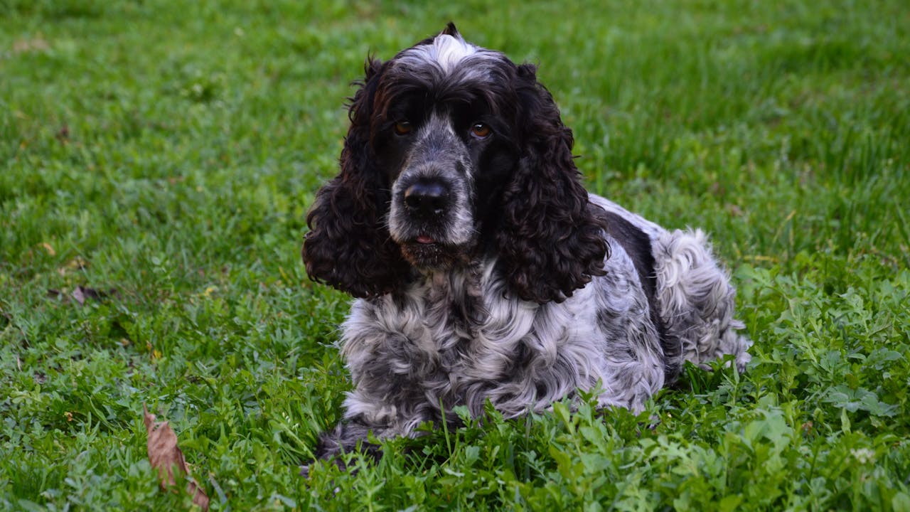 O Cocker Spaniel é encontrado em diversos lares ao redor do mundo. Sua adaptabilidade permite que viva bem tanto em casas quanto em apartamentos. O importante é garantir estímulos diários para evitar o tédio.