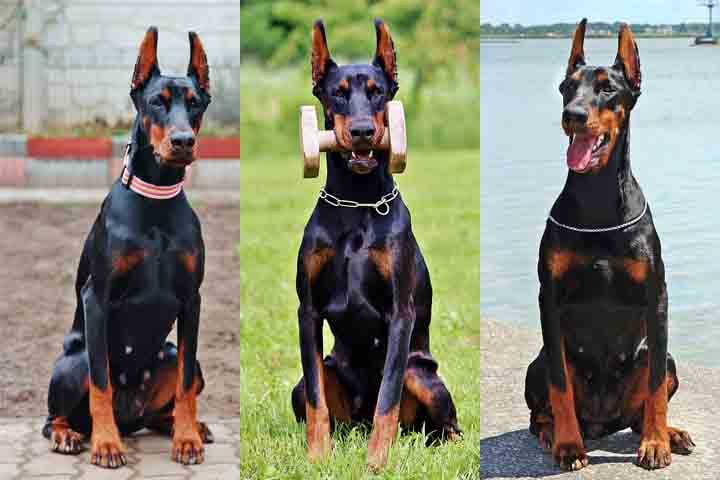 Com o treinamento adequado, o Doberman pode ser uma escolha maravilhosa para qualquer pessoa que busque um cão inteligente, leal e protetor. Ele será um companheiro fiel ao longo dos anos, sempre pronto para demonstrar seu amor e devoção. Seu vínculo com a família é profundo e duradouro, tornando-o um verdadeiro membro da casa.