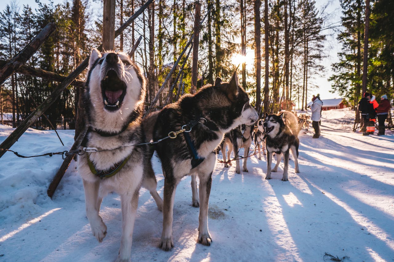 Esse cão é encontrado em diversas partes do mundo. Sua beleza e personalidade cativante conquistam admiradores por onde passa. Em algumas regiões, ainda desempenha funções em trenós e resgates.