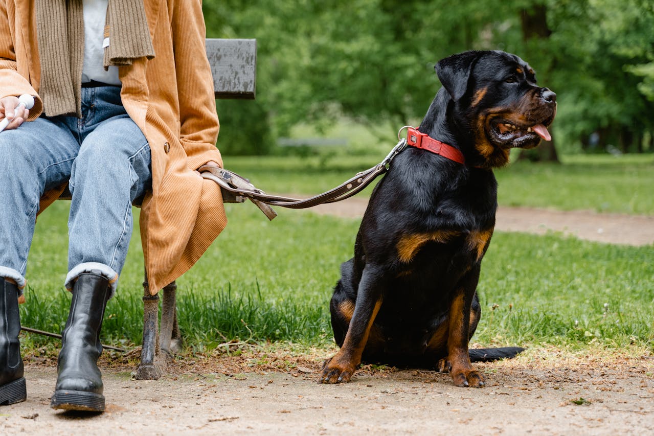 Com uma criação responsável, o Rottweiler se torna um excelente companheiro. Sua obediência e inteligência o tornam apto para diversas atividades. Além de cão de guarda, pode atuar como cão de terapia e apoio emocional.