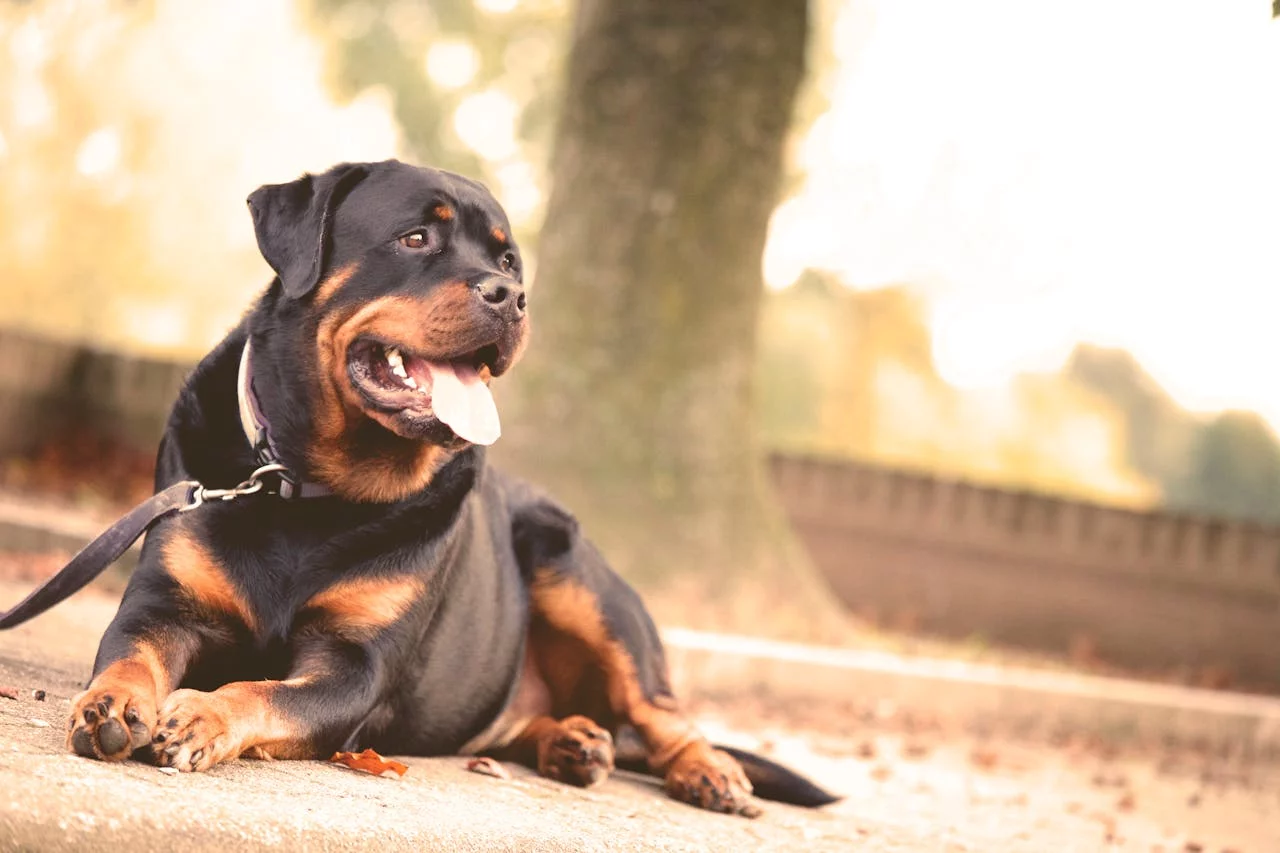 A expectativa de vida do Rottweiler varia entre 9 e 12 anos. Cuidados adequados, como alimentação balanceada e acompanhamento veterinário, contribuem para sua longevidade. Exercícios regulares ajudam a manter sua saúde e condicionamento físico.