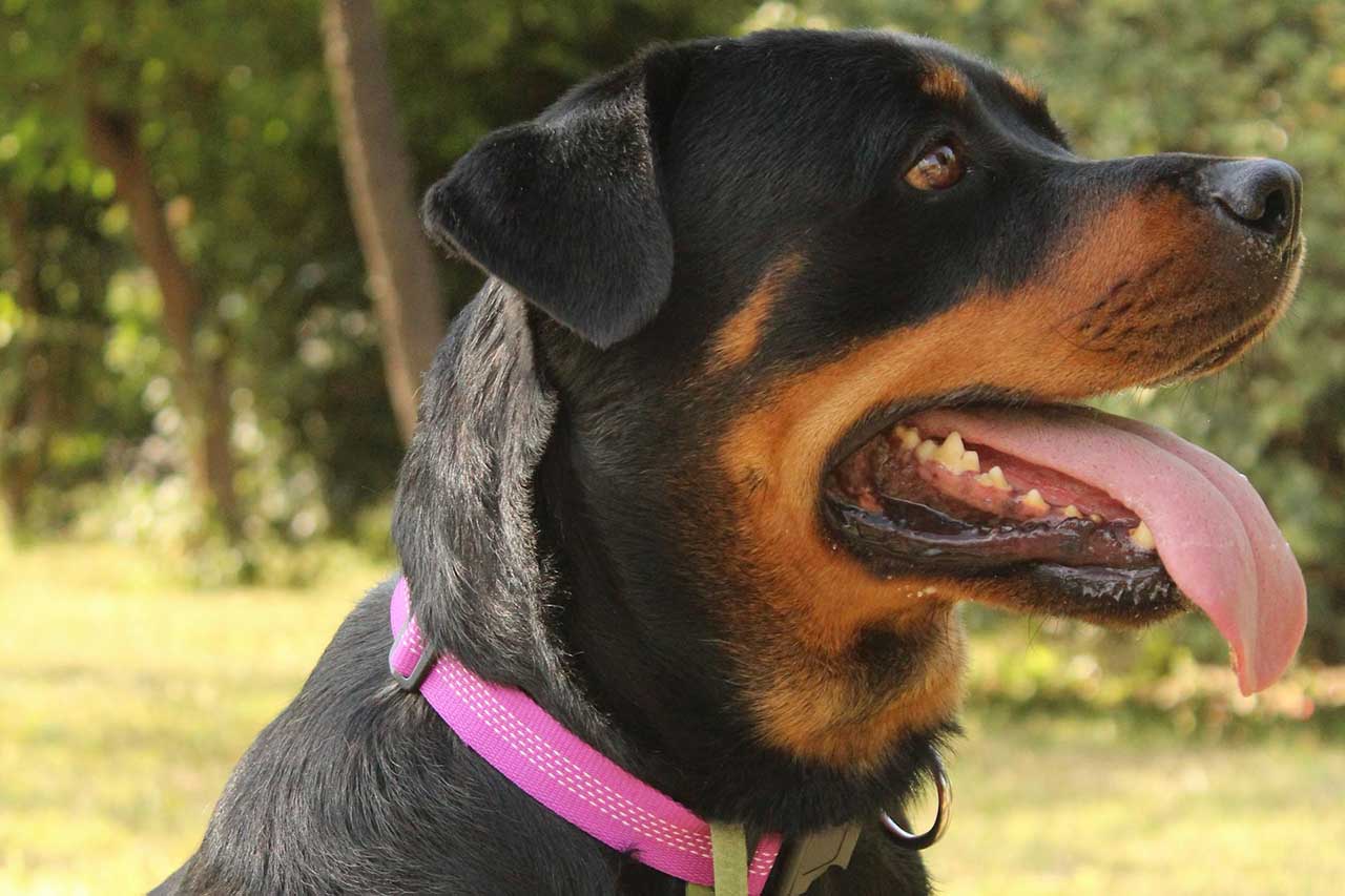 O Rottweiler é uma raça conhecida por sua força, inteligência e lealdade. Com um porte robusto e musculoso, transmite imponência e segurança. Apesar de sua aparência séria, é um cão extremamente fiel e carinhoso com seus tutores.