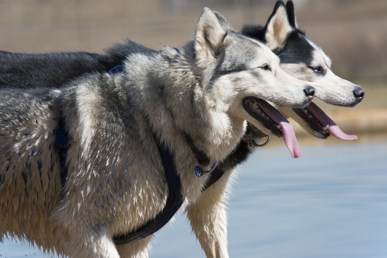 A beleza e resistência do Husky Siberiano o tornam uma raça única. Seu carisma, energia e história fazem dele um cão especial. Quem escolhe essa raça encontra um amigo leal e cheio de vitalidade.