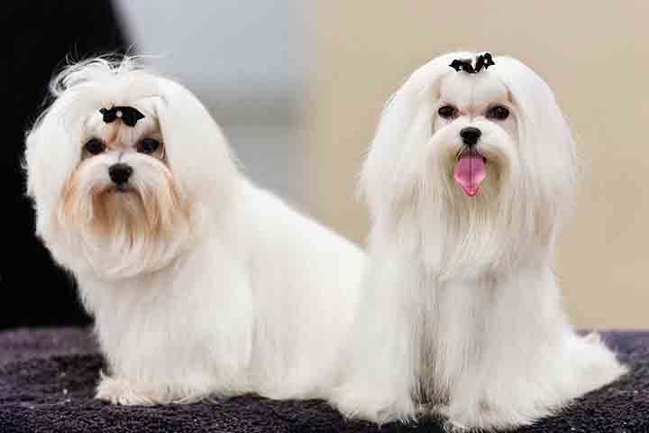 Sua origem remonta à região do Mediterrâneo, onde se acredita que os primeiros exemplares tenham sido criados. Considerado um dos cães mais antigos, o Maltês já era admirado por civilizações antigas, como os romanos. Seu nome está relacionado à cidade de Malta, onde a raça foi bastante popular.

