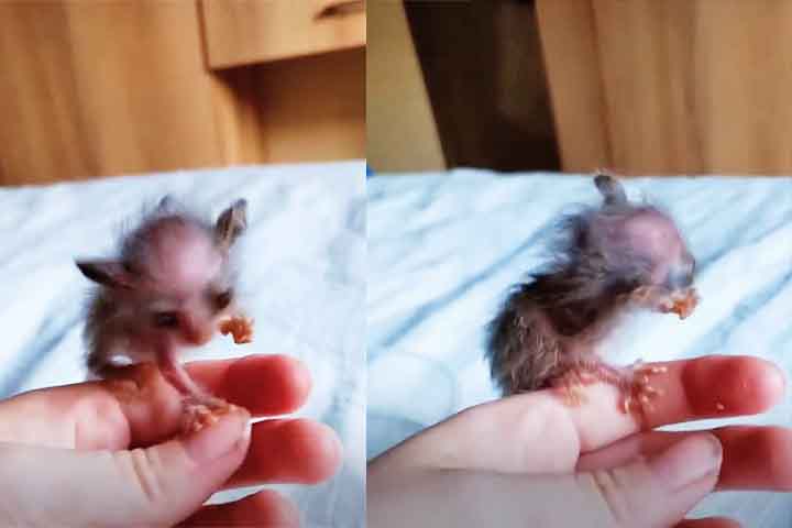 Reconhecendo a urgência da situação, ele contatou o Johannesburg Wildlife Veterinary Hospital, centro especializado em cuidados para animais selvagens.  A equipe do hospital, então, se mobilizou para resgatar o pequeno ser e garantir que ele recebesse o tratamento necessário.