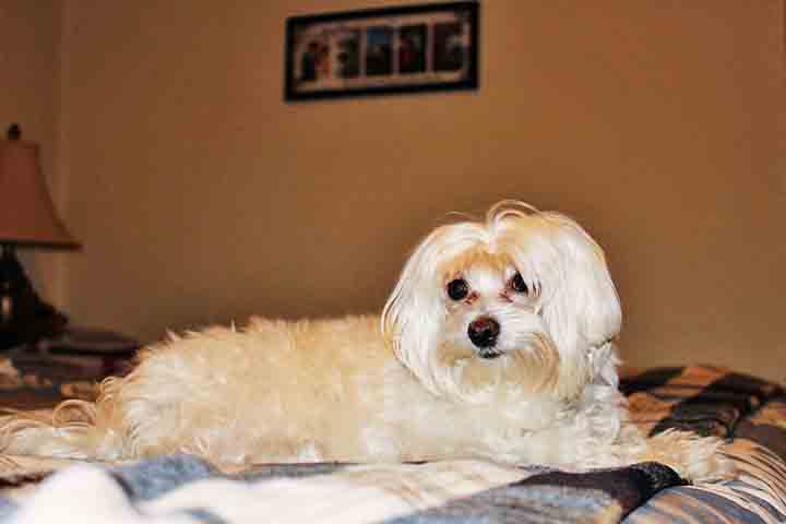 O Maltês é um cão que vive, em média, entre 12 a 15 anos, o que o torna uma excelente escolha para quem busca um amigo de longo prazo. Seu envelhecimento é geralmente tranquilo, desde que receba os cuidados adequados. Cães mais velhos podem sofrer de algumas condições, como problemas dentários e articulares.