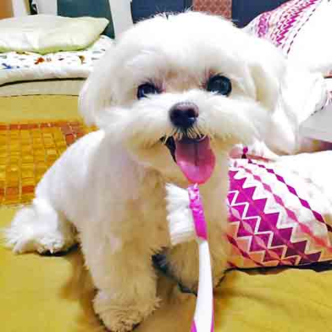 A saúde do Maltês tende a ser boa, mas ele não está livre de algumas condições comuns em raças pequenas. Entre os problemas que podem afetá-lo, destacam-se os problemas dentários, como a perda de dentes e tártaro. O cuidado constante com sua higiene dental é essencial para evitar complicações.