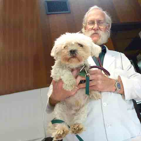 Além dos problemas dentários, o Maltês pode ser suscetível a doenças oculares, como catarata e atrofia da retina. A observação frequente dos olhos e visitas regulares ao veterinário ajudam a identificar qualquer condição precocemente. De forma geral, o Maltês possui uma saúde robusta quando bem cuidado.
