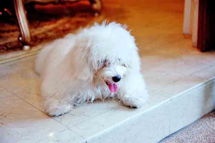 Outro aspecto importante da saúde do Maltês é a sua tendência a desenvolver doenças respiratórias. Embora sua estrutura física não seja predisposta a dificuldades respiratórias graves, o cuidado com o ambiente em que vive é fundamental. Evitar ambientes excessivamente quentes ou com pouca ventilação ajuda a prevenir complicações respiratórias.

